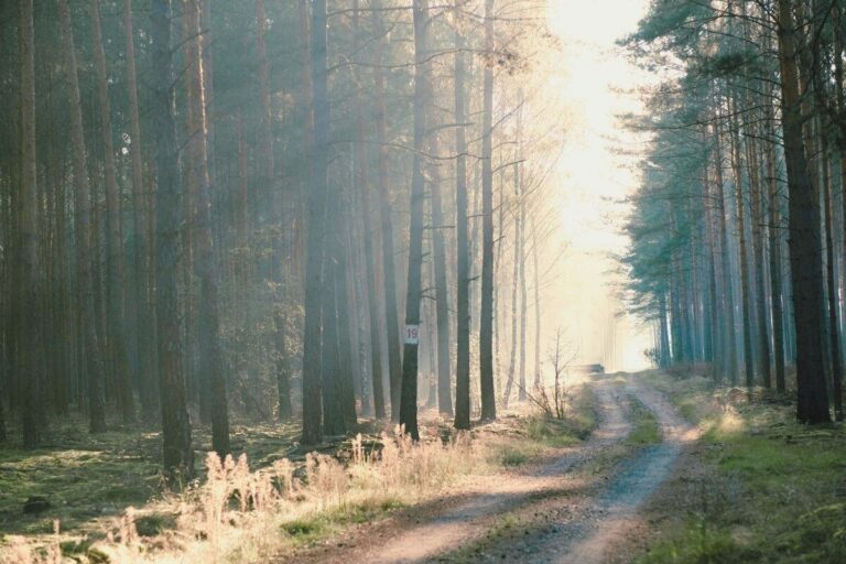 Effort Free Life Blog Future Overview